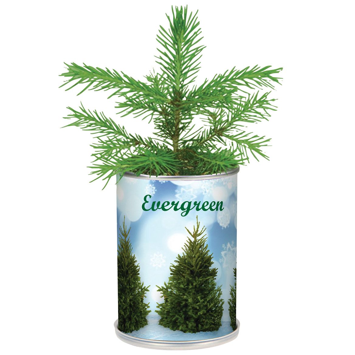 Evergreen Christmas Tree In A Can + '-' + 380465