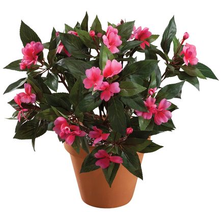 Impatiens Bush by OakRidge™-341104