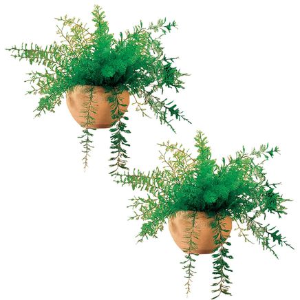 Mysterious Air Fern, Set of 2-363871