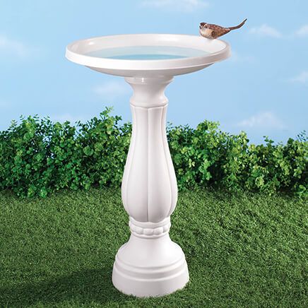 Bird Bath-338269
