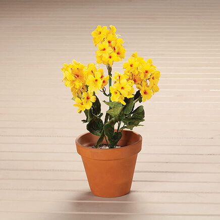 Geranium Bush by OakRidge™-338896