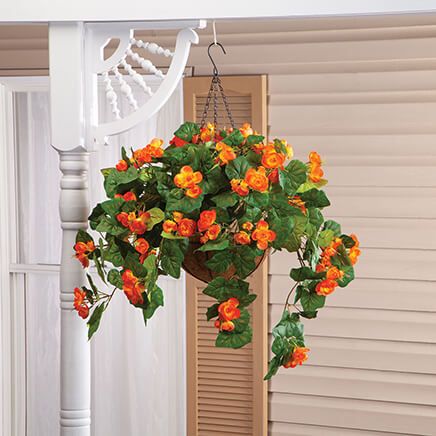 メイフラワー Buy Acer shirasawanum 'Purple Thunder' Japanese Maple — Mr