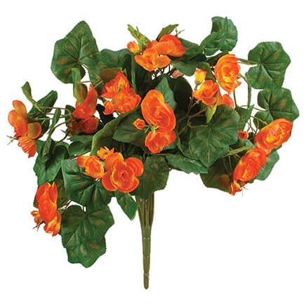 Begonia Hanging Stem by OakRidge™-355287