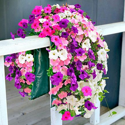 Bag O'Blooms® Sun Loving Petunia Saddle Bag-362061