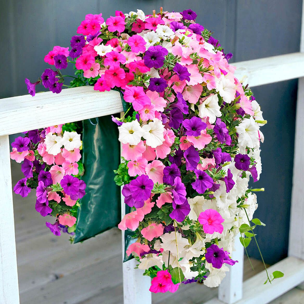 Bag O'Blooms® Sun Loving Petunia Saddle Bag + '-' + 362061