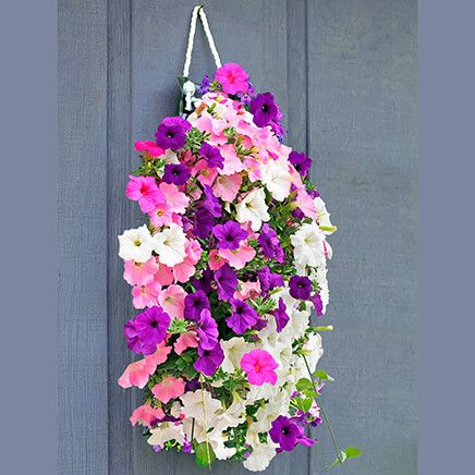 Bag O'Blooms® Sun Loving Petunias-362063