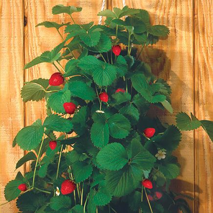 Bag O'Blooms® Strawberries-362193