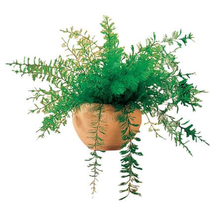 Mysterious Air Fern®, Set of 4-366342