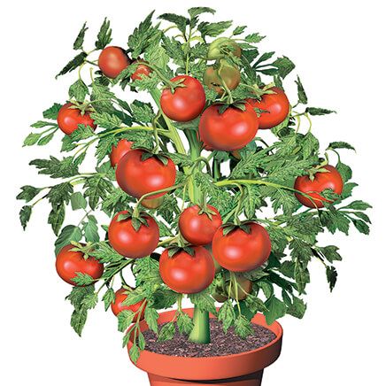 Flower Pot Tomatoes S/3-370156