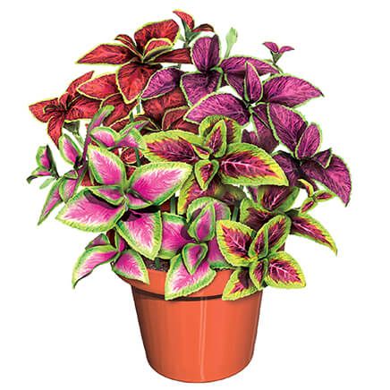 Rainbow Plant S/3-370157