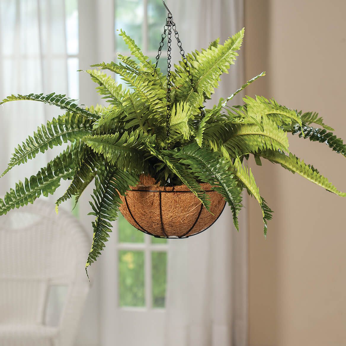 Fully Assembled Fern Hanging Basket by OakRidge™, Set of 2 + '-' + 370382