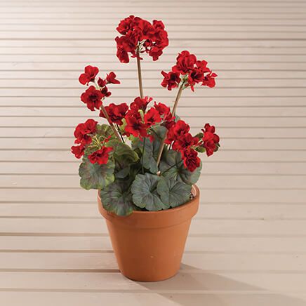 Red Geranium Bush by OakRidge™, Set of 3-370387