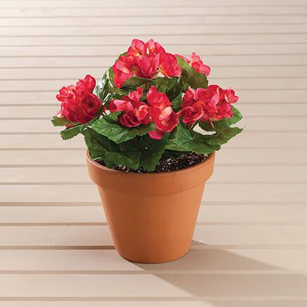 Coral Begonia Bush by OakRidge™, Set of 3-370388