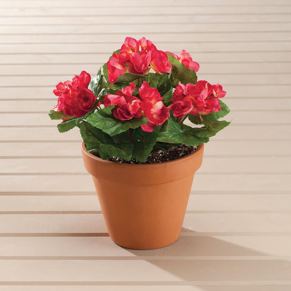 Coral Begonia Bush by OakRidge™, Set of 3 + '-' + 370388