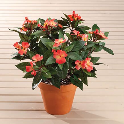 Impatiens Bush Orange by OakRidge™, Set of 2-373626