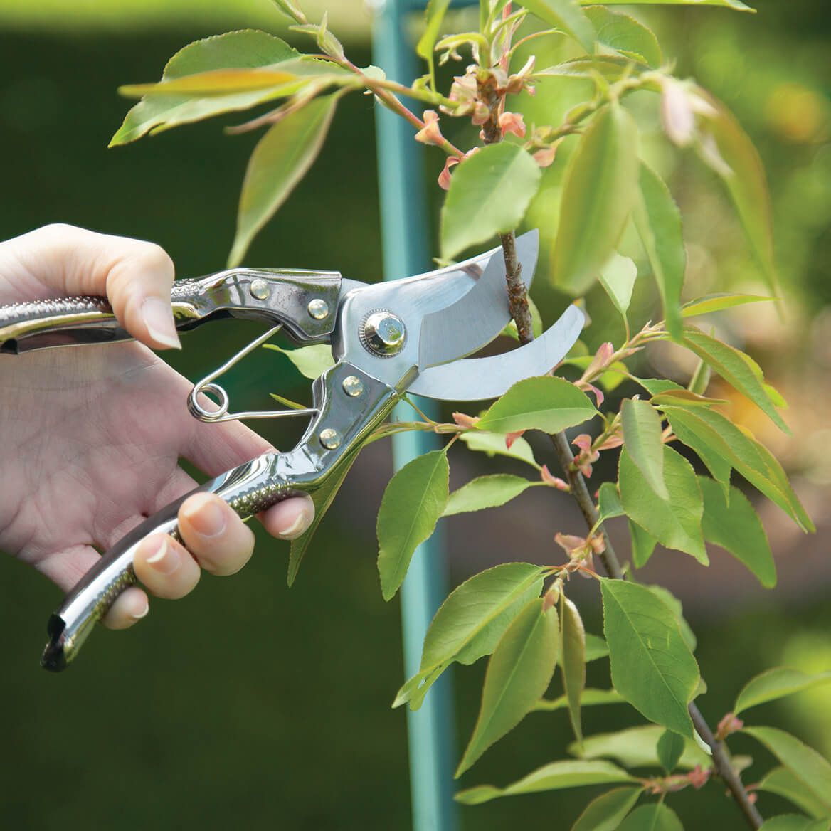 Gardening Shears + '-' + 375241