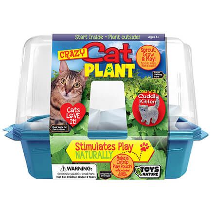 Crazy Cat Plant-375639