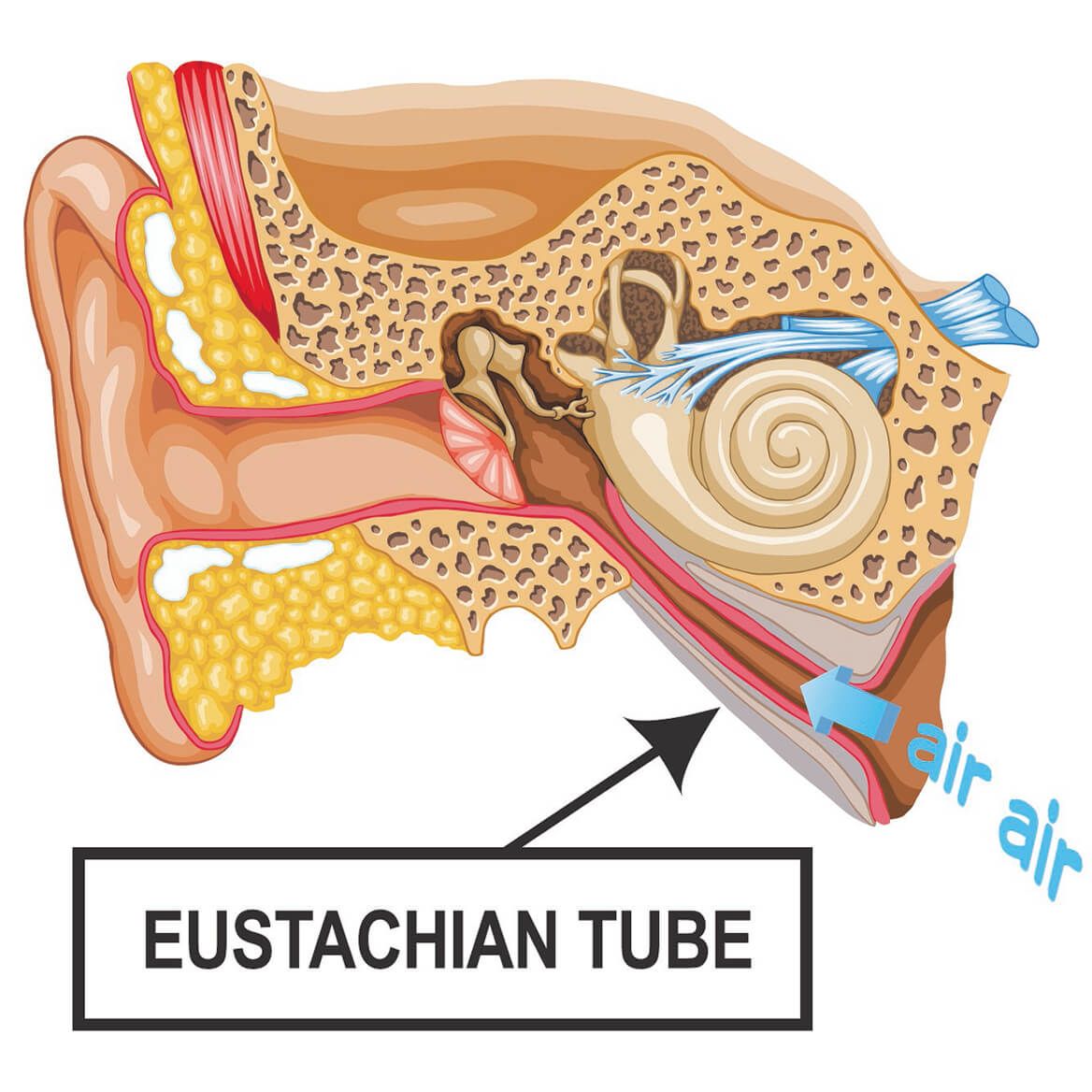 Eustachi  Eustachian Tube Exerciser-355090