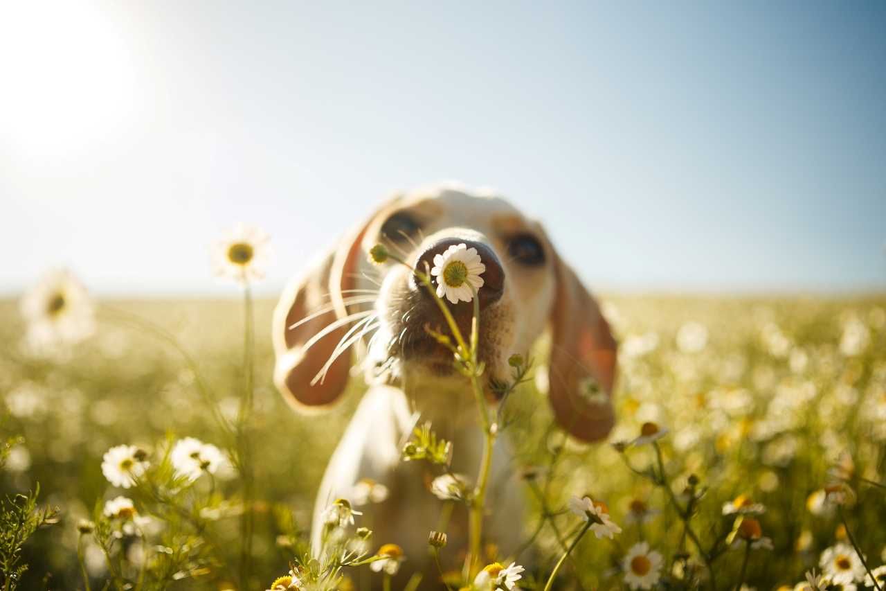 Dog smelling a flower in a field