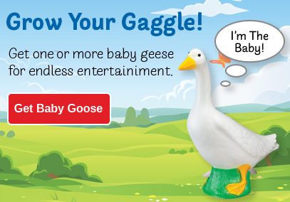 Baby Goose