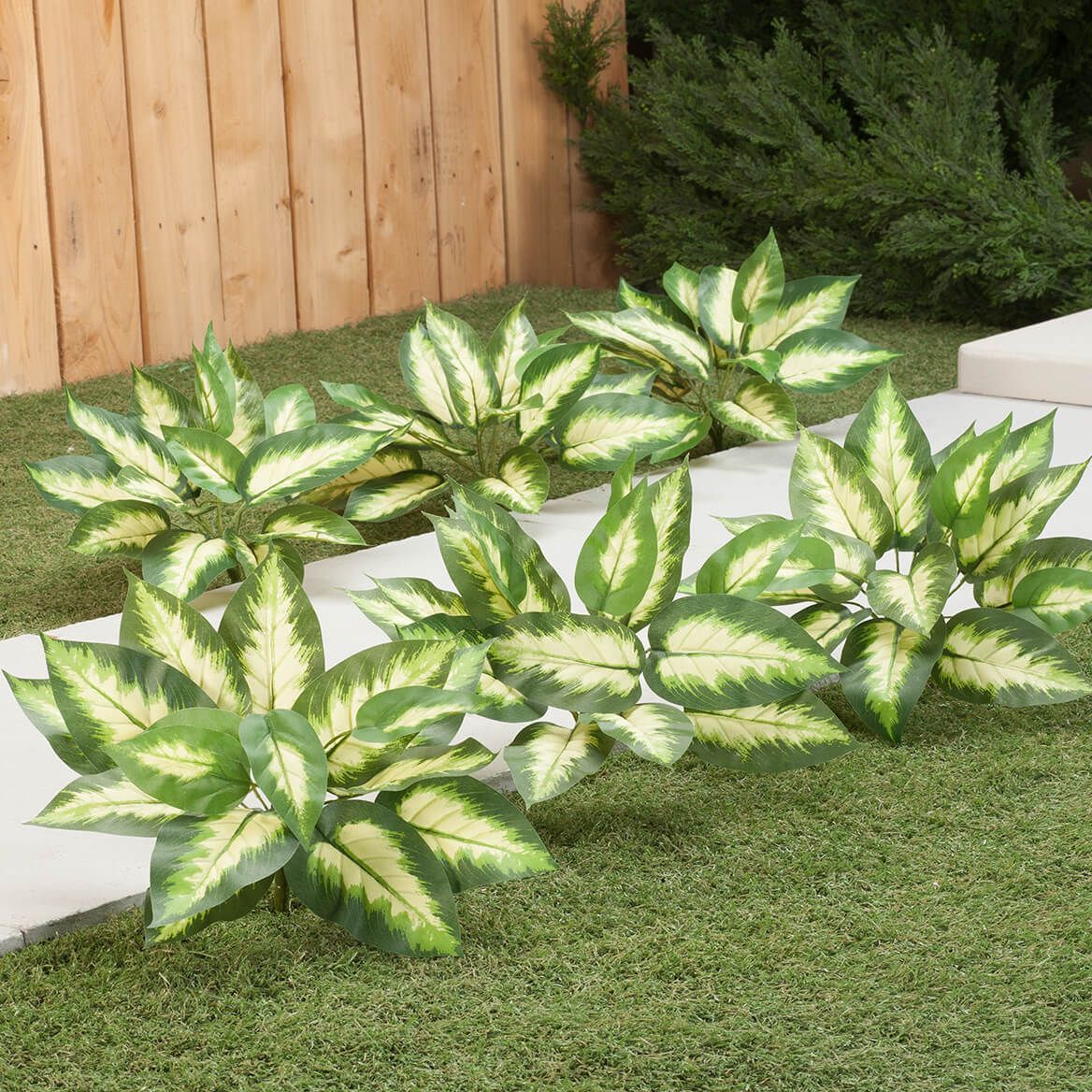 Hosta Bushes, Set of 3 by OakRidge™-362046