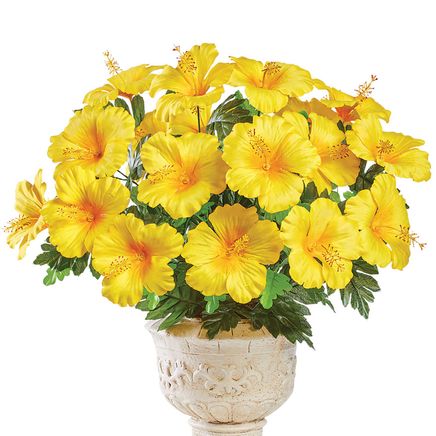 View product details for Hibiscus Bushes, Set of 3
