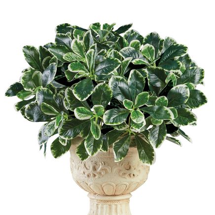 View product details for Schefflera  Bushes, Set of 3