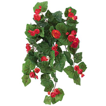 Begonia Hanging Stem by OakRidge™-355287