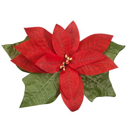 Giant Poinsettia-360034