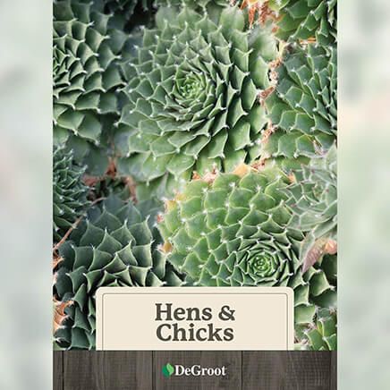 Hens & Chicks-362286