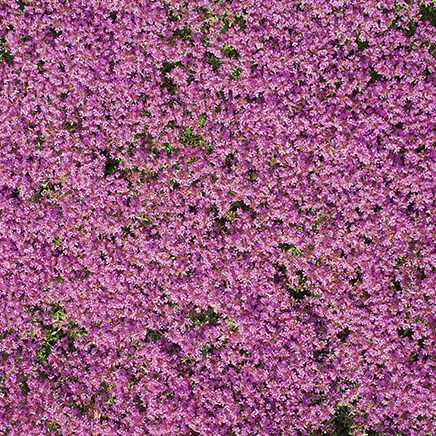 Flower Mat, Ground Cover, Creeping Thyme-363895