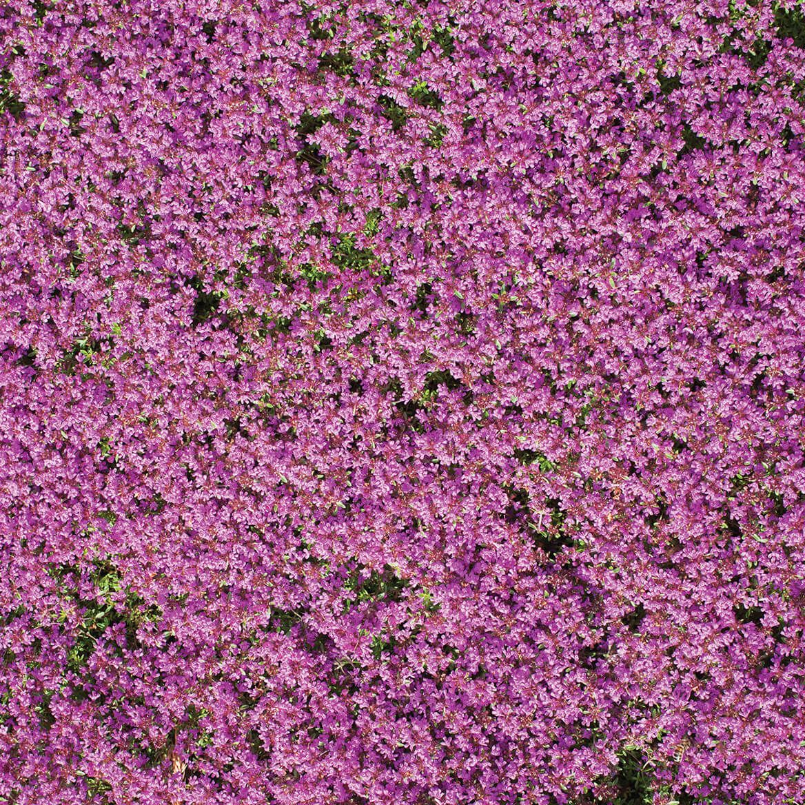 Flower Mat, Ground Cover, Creeping Thyme + '-' + 363895