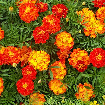 Flower Mat, Merry Marigolds 17"x5'-363897