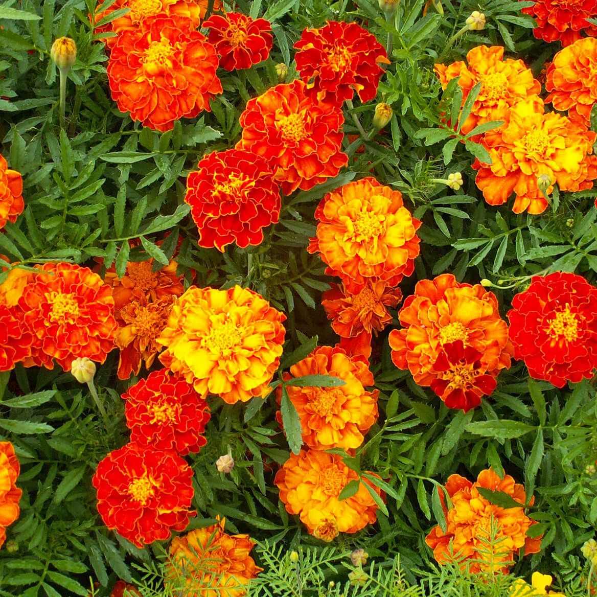Flower Mat, Merry Marigolds 17"x5' + '-' + 363897
