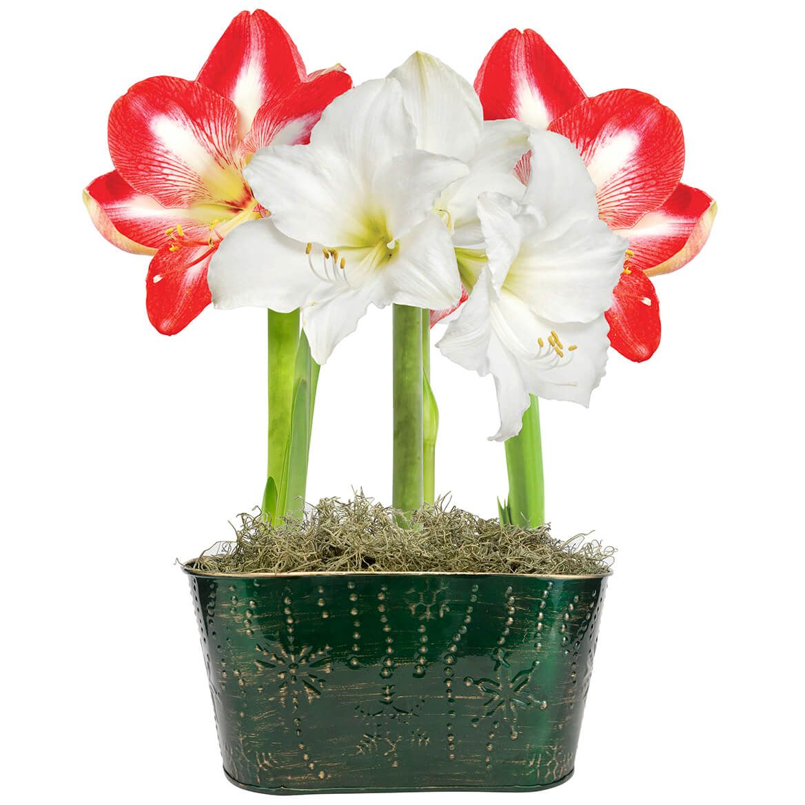 Amaryllis Striped and White Trio With Tin Pot + '-' + 374799