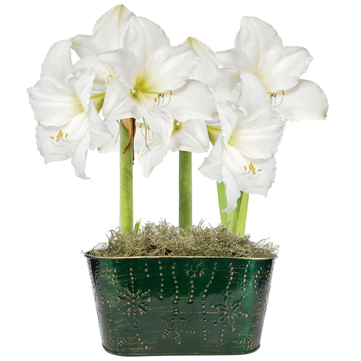 Amaryllis "Christmas Gift" Trio With Tin Pot + '-' + 374801