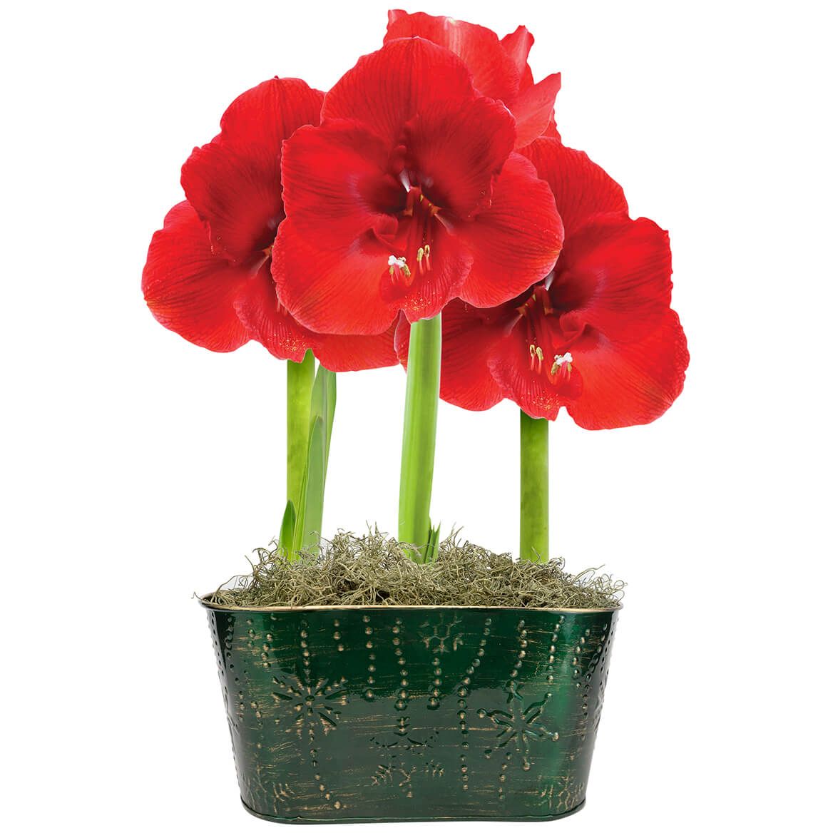 Amaryllis "Red Lion" With Tin Pot + '-' + 374802