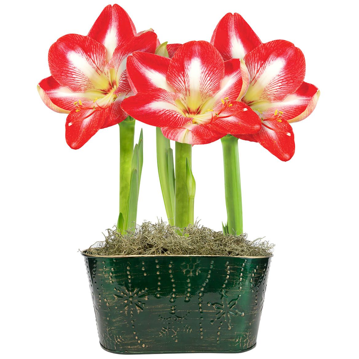 Amaryllis "Minerva" With Tin Pot + '-' + 374803