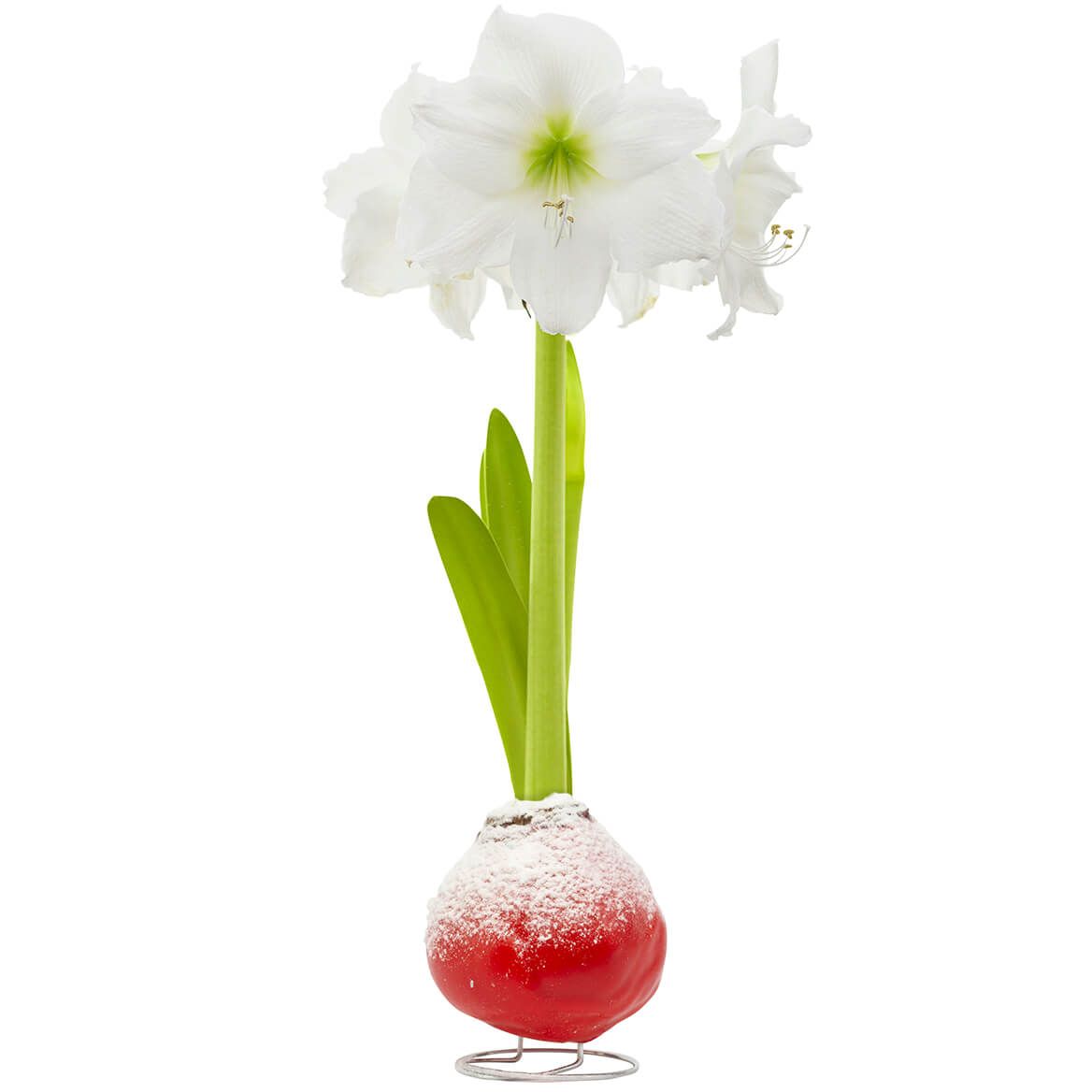 Waxed Amaryllis Red Duo + '-' + 374804