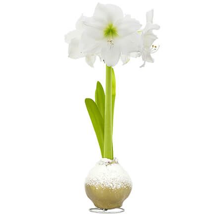 Waxed Amaryllis Metal Combo-374805