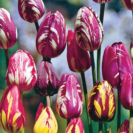 Tulip Rembrandt Mix-374817