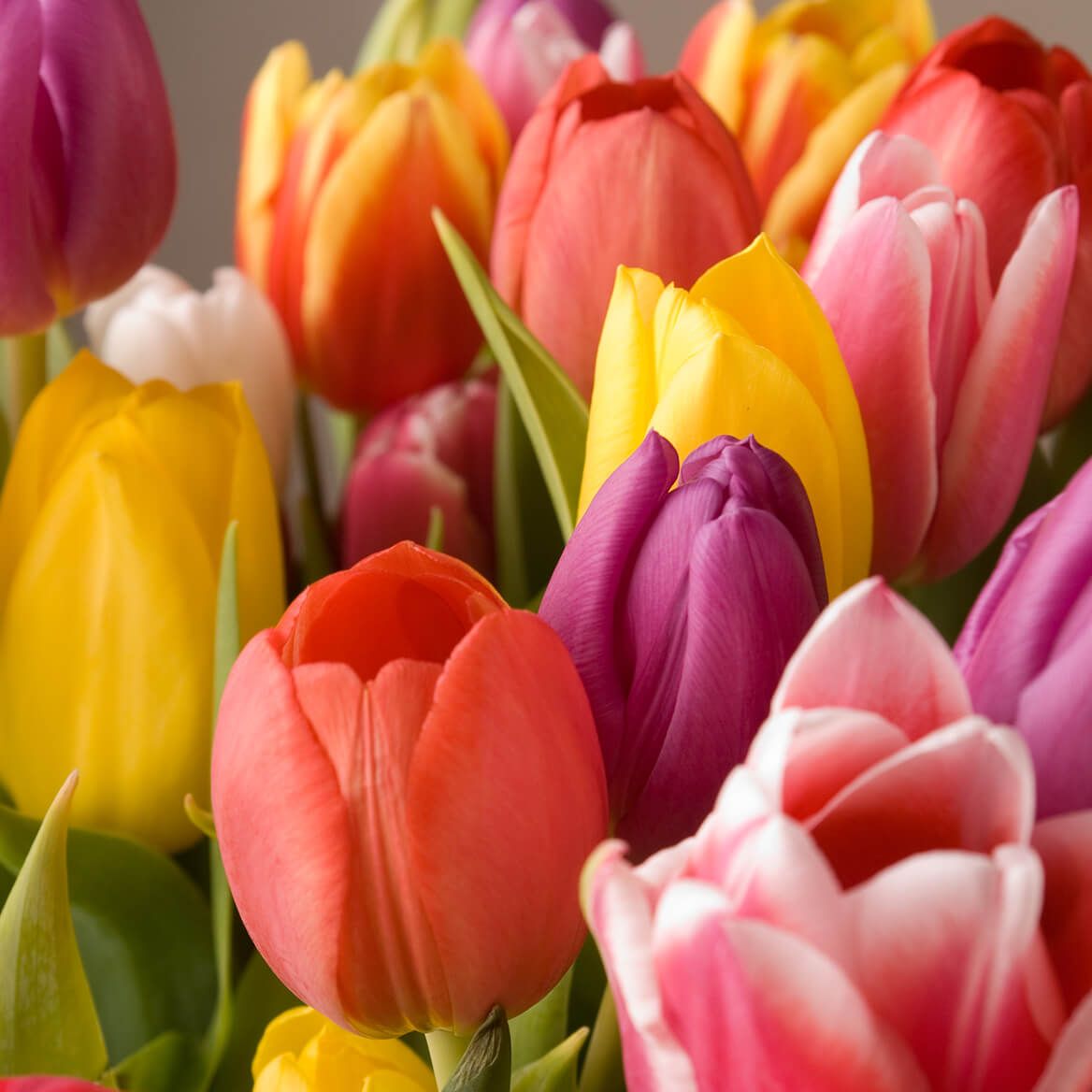 Tulip Easter Mix + '-' + 374818