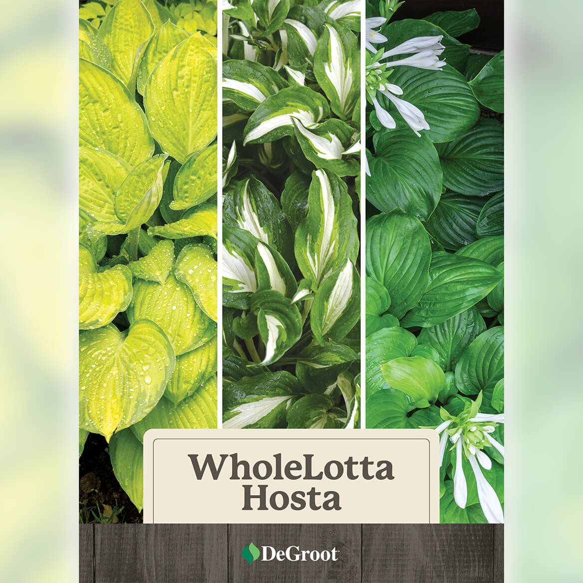 WholeLotta Hosta Mix + '-' + 376455