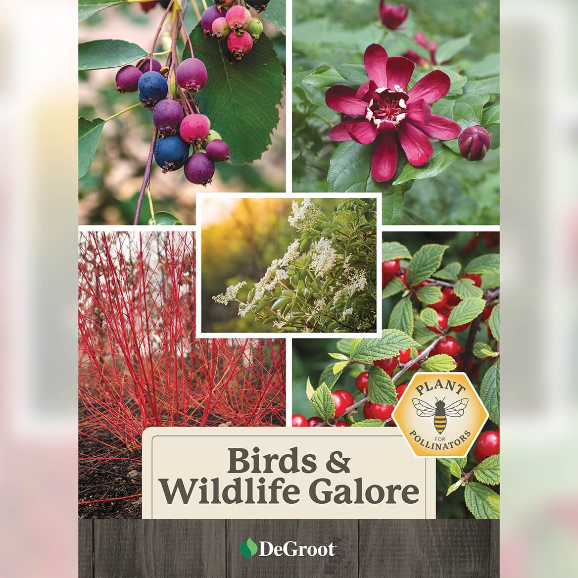 Birds & Wildlife Galore Plant Mix + '-' + 376456