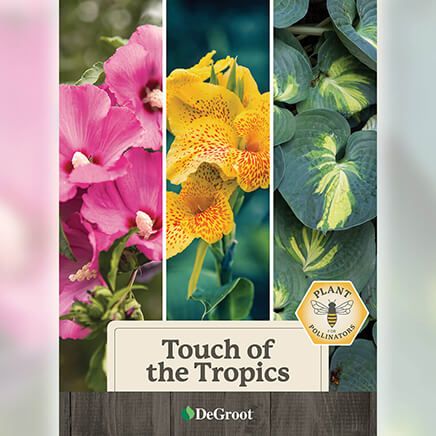 Touch of the Tropics Plant Mix-376458