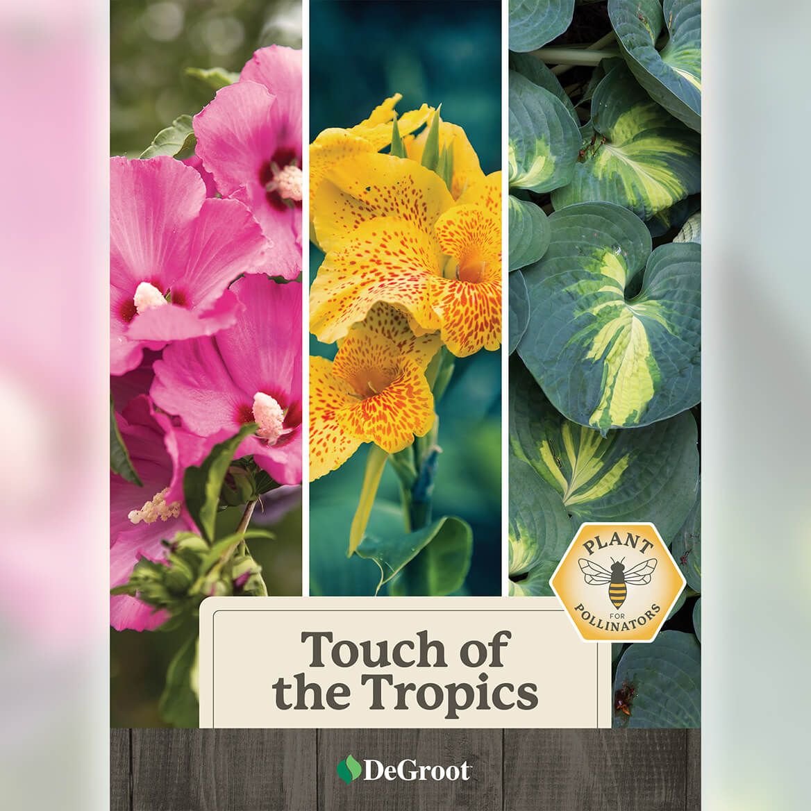 Touch of the Tropics Plant Mix + '-' + 376458