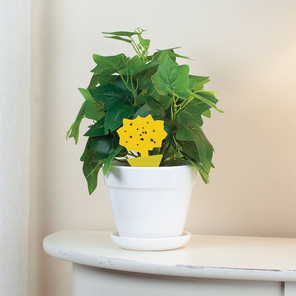 Fruit Fly Sticky Traps, Set of 72 by Scare-D-Pest™ + '-' + 378762