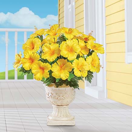 View product details for Hibiscus Bushes, Set of 3