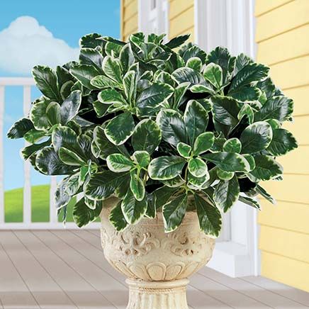 View product details for Schefflera  Bushes, Set of 3