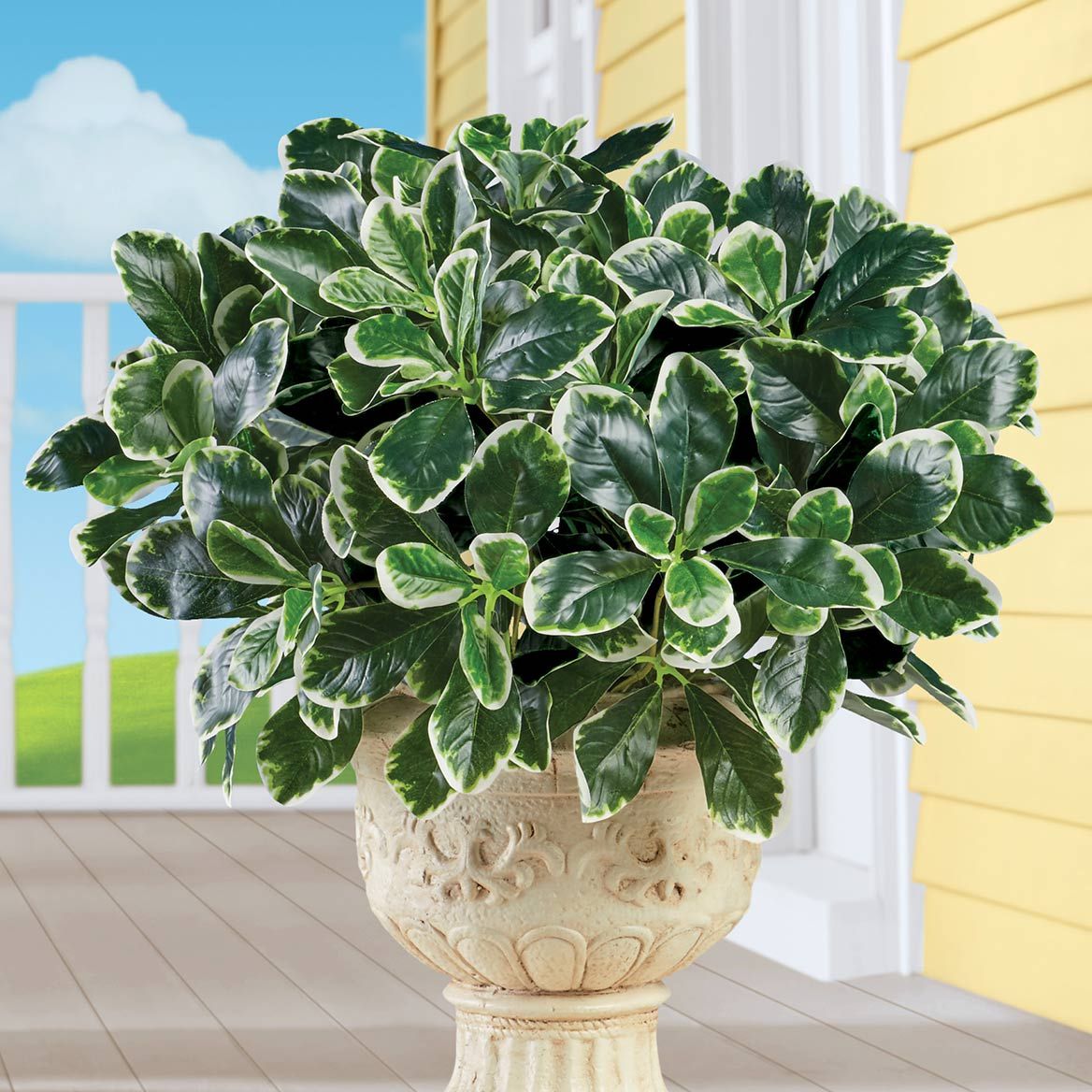 Schefflera  Bushes, Set of 3